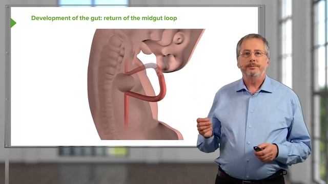 07. Gut Development Stomach, Midgut and Hindgut