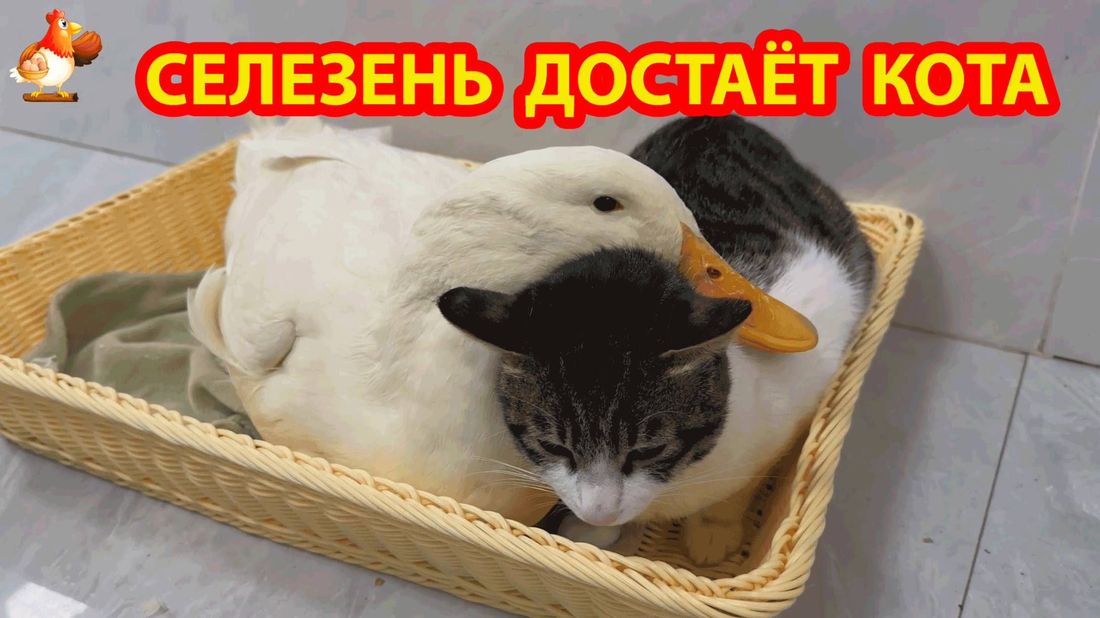 Селезень измотал Кота своим вниманием ❣️🥰🤗