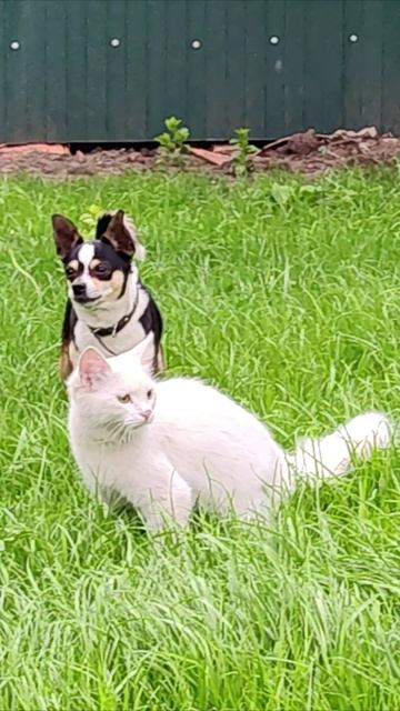 Не бегай за мной. #кошка #котята #шорты