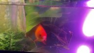My Fancy Goldfish just got a water change