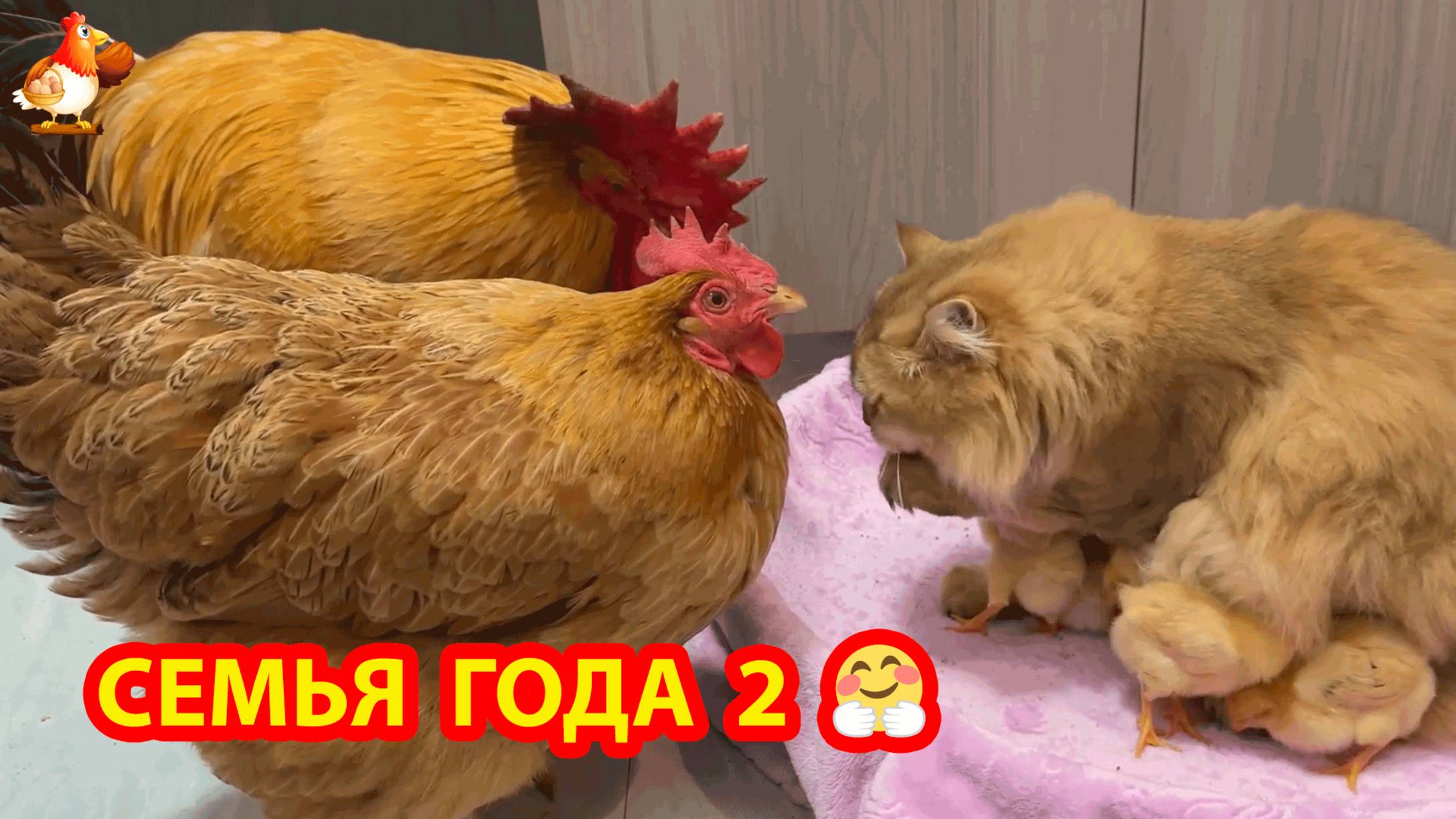 Семья года часть 2 ❣️🥰🤣😂