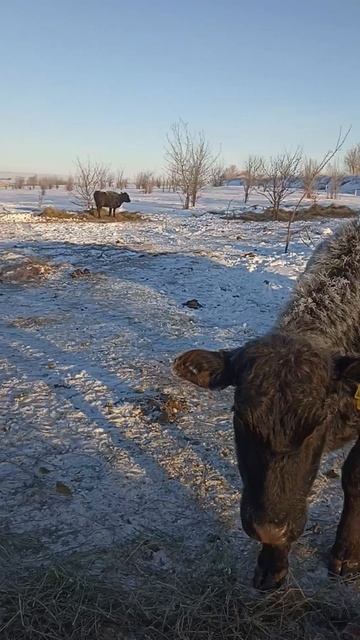 Телята и коровы. Забавные моменты с нашего хозяйства.