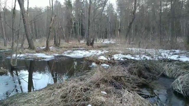 Лесная речка весной.