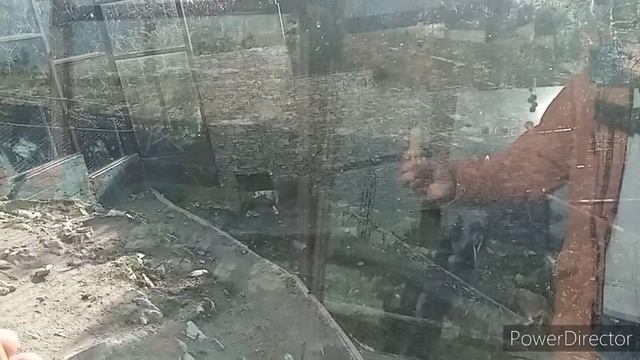ТОТЕМЫ. Практическое изучение качеств, энергий, программ.
