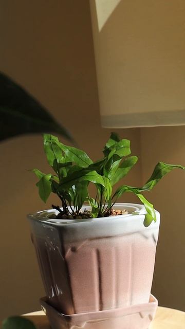 Спасеныш из уценки Ашан. До /После за 6 месяцев #комнатныерастения #plants #папоротниккрокодил