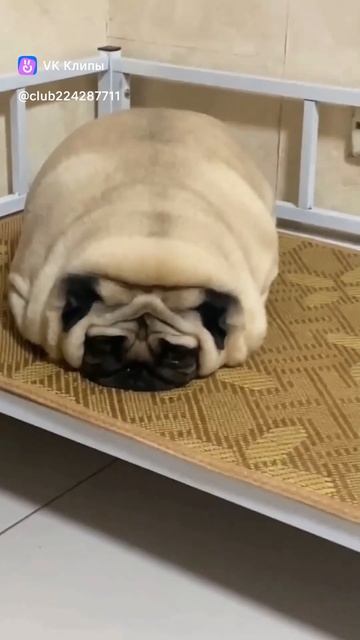 1000004732.mp4
