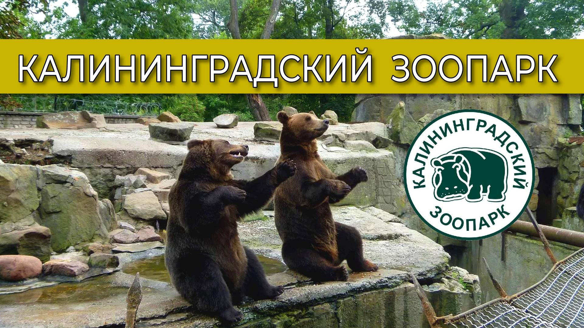 КАЛИНИНГРАДСКИЙ ЗООПАРК | Ч.2 | Медведица Эшли и другие | #zoo #2025 #travel #bear