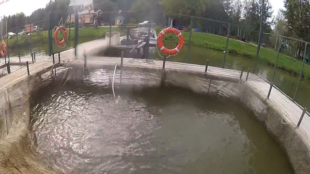 Форель в садке перед запуском