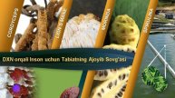 Dxn Super Taqdimot
