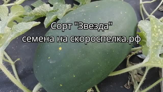 Сладкий арбуз. Сорт "Звезда". Вызревает в Сибири, под открытым небом. Семена у нас на сайте.