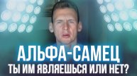 Альфа-самец. Ты им являешься или нет?