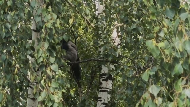 Ворона на ветвях берёзы