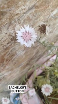 #Bachelor's Button