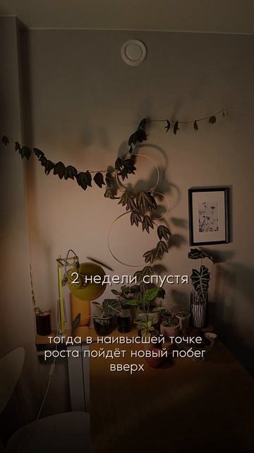 А ВЫ ЗНАЛИ? Управляю ростом Пассифлоры #пассифлора  #комнатныерастения #plants