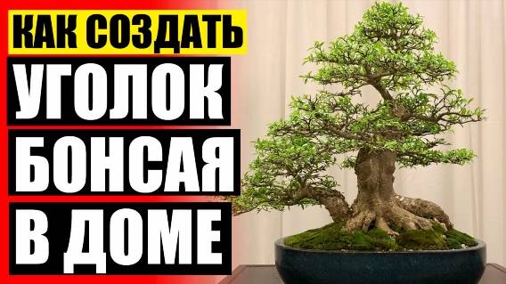 🔥 Семена дерева бонсай купить 🎯 Комнатный цветок с большими красными цветами
