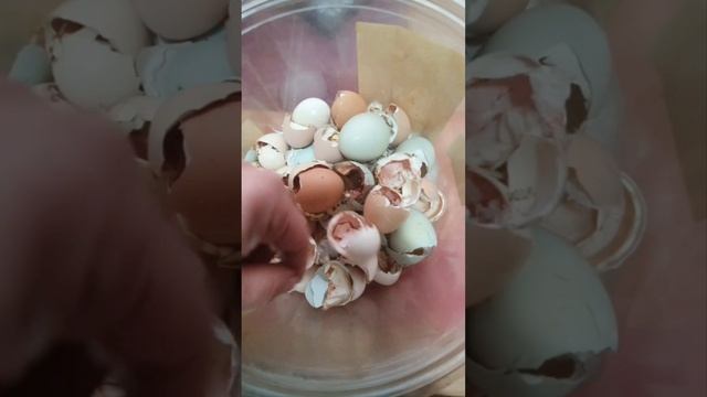 итог правильной инкубации