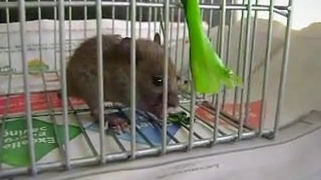 Another Rat Caught - Part 3/3 - 14 Feb 2011