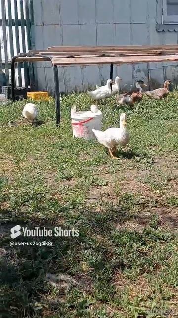 Мало им болона,он решил в ведре покупаться😀