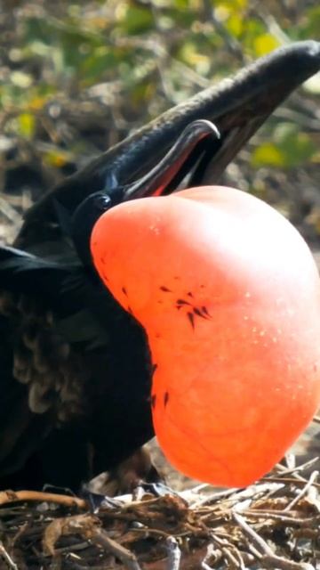 The  Fantastic FRIGATE BIRD and its incredible AIR SAC. 😃😃#shorts