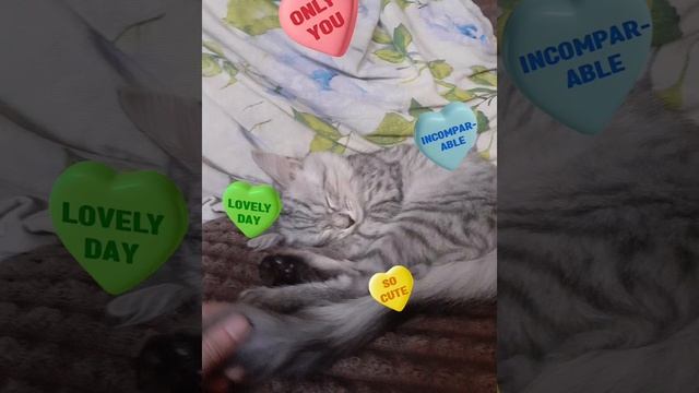 1737634896493.mp4