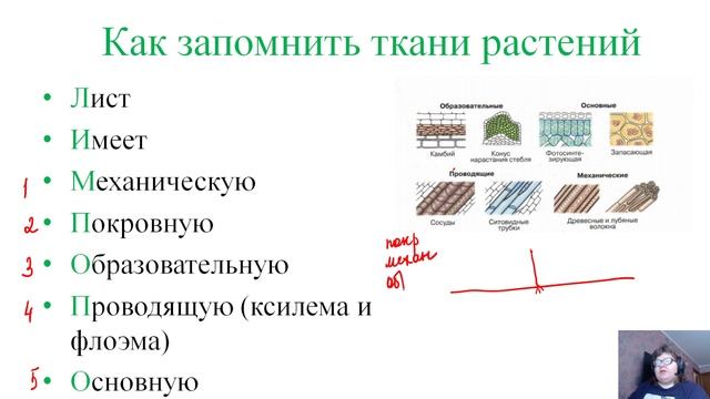 ткани растений