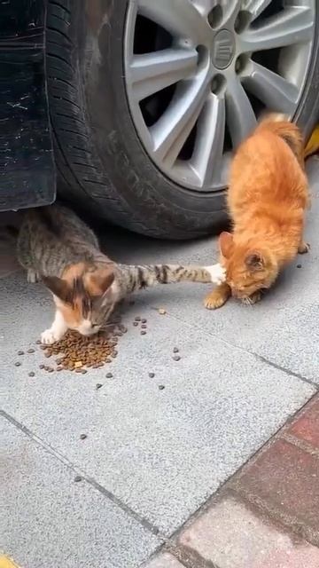 1000165393.mp4