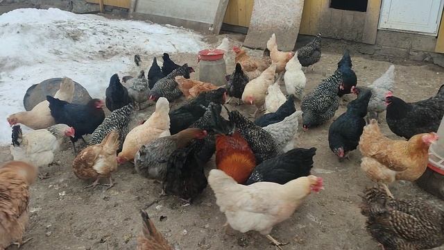Менталитет дачника или ошибки которые допускают весной. Куры🐔 гуси🪿 рыжий кот Фокс🐱 хозяюшка Лапа