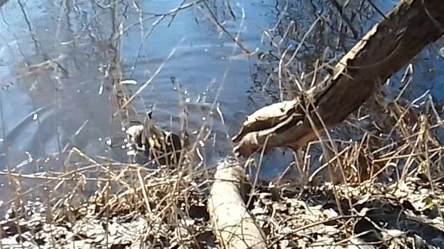 🦆утиные крещенские морозы. ты шо , шоб я и нэ пэзнав, сбирна UA🇺🇦 по биатлону