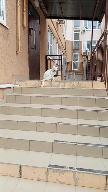 РАЗОРАЛСЯ же вредный КОТ!! 🐱