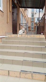 РАЗОРАЛСЯ же вредный КОТ!! 🐱