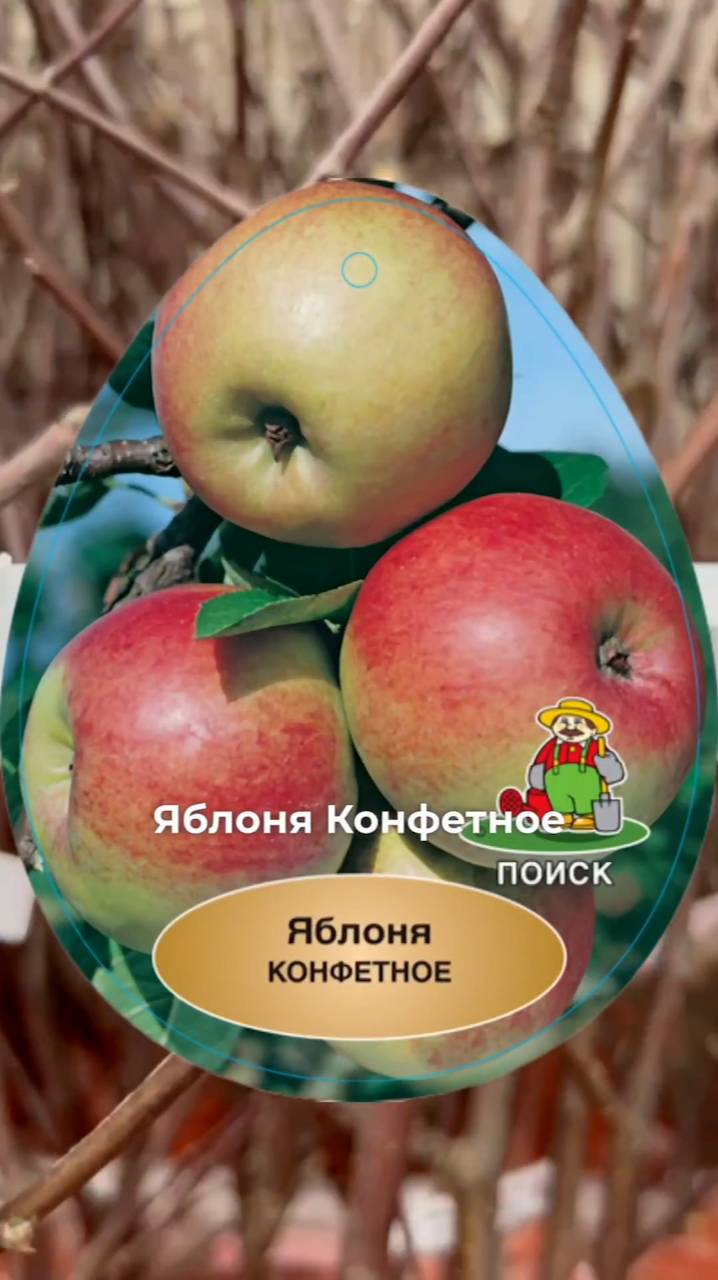 УНИКАЛЬНАЯ яблоня. У этого сорта яблони НЕТ АНАЛОГОВ.