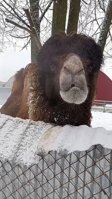 🐫 Фёдор, Гжельский верблюд