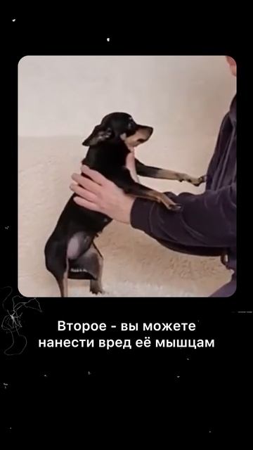 Как правильно поднимать собаку.