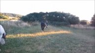 Travail en liberté 2015-2016 avec Nessy Irish Cob