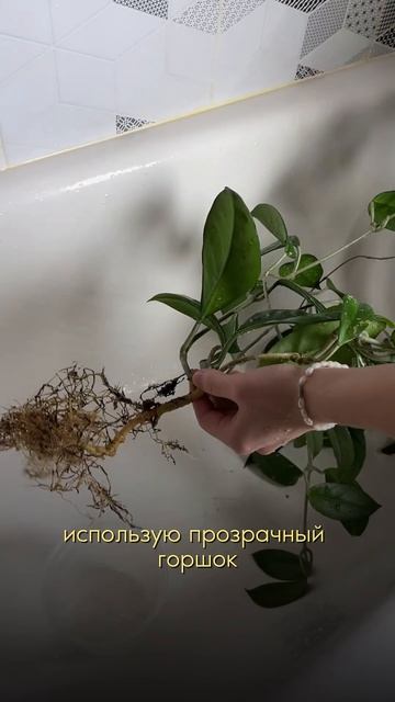 Пересаживаю Хойю + РЕЗУЛЬТАТ за полгода #хойя #растения  #plants