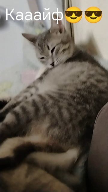 Котику прям по кааааайфу
