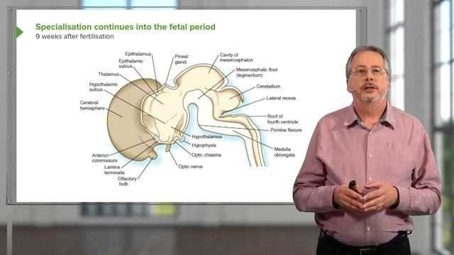 04. Skull and Brain Development