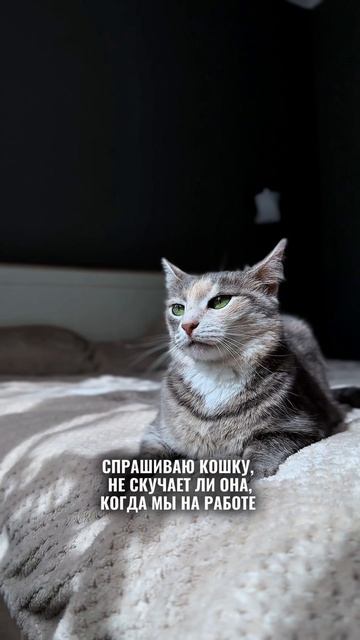 Кошка которая гуляет сама по себе