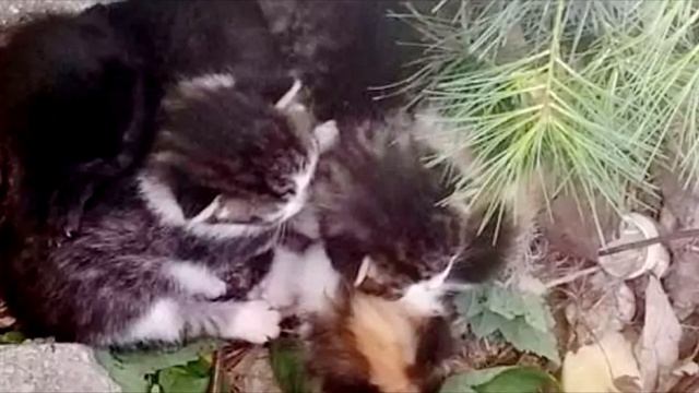 Женщина нашла в своём саду 3-х брошенных котят, но спустя 2 месяца она cделала неожиданное открытие