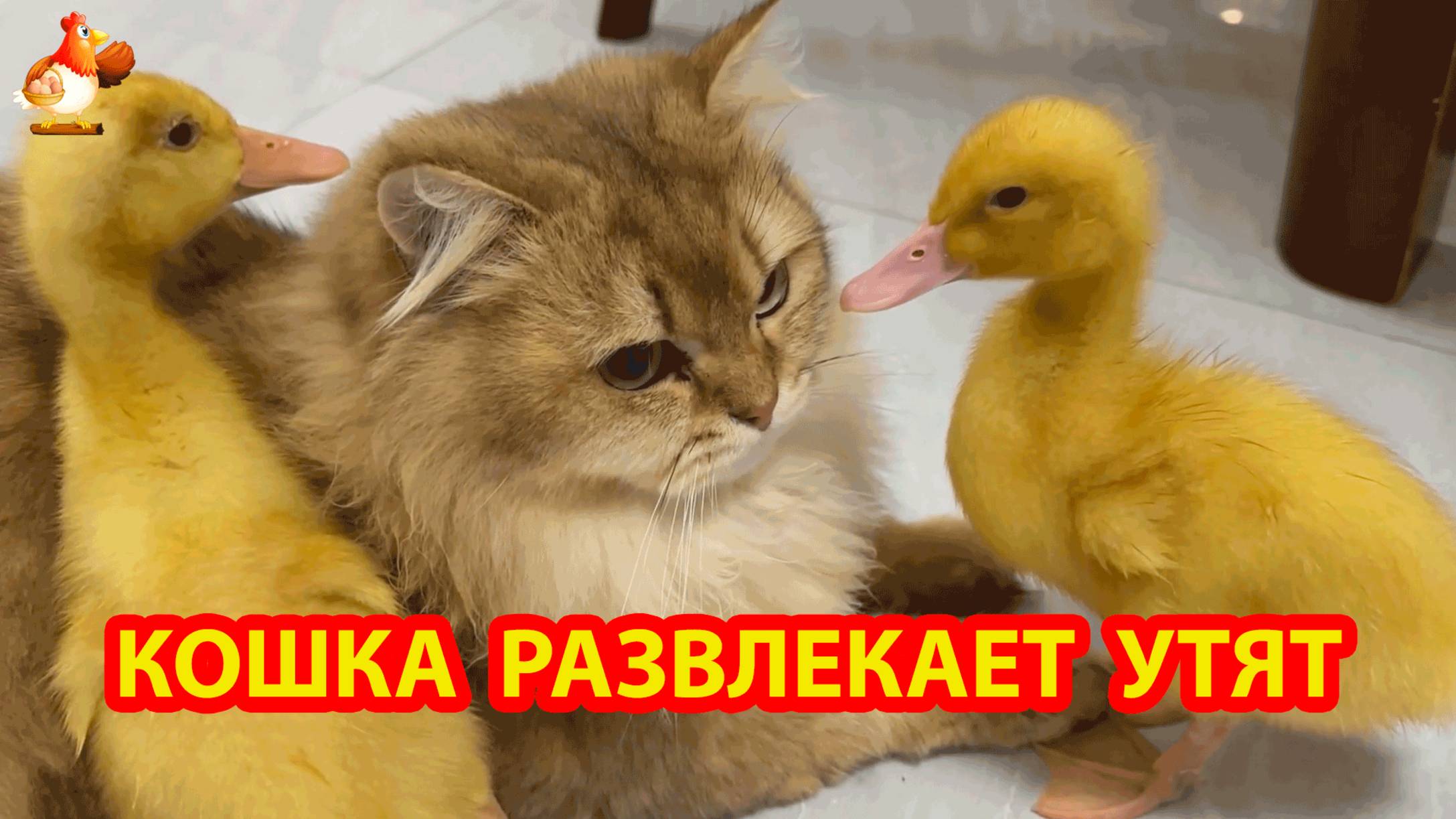 Кошка и два утенка ❣️🤗🥰