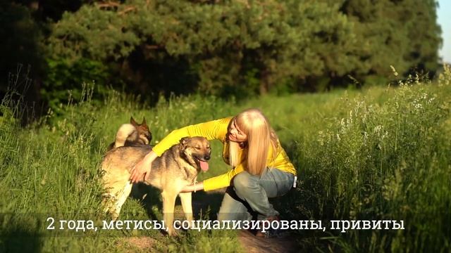 Помощь Приюту "Счастливые собаки" Мытищи, Московская область