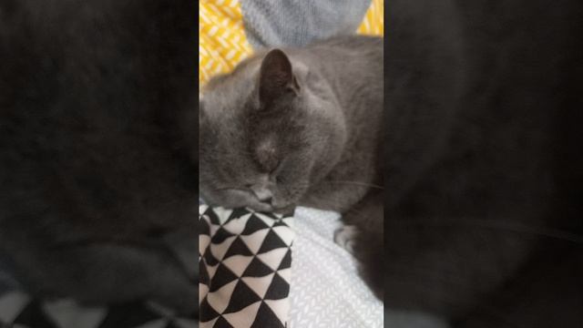 Кошки их жизнь!