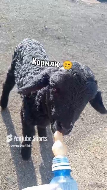 У меня появилось вот такое чудо 🐏 хожу кормлю из 🍼