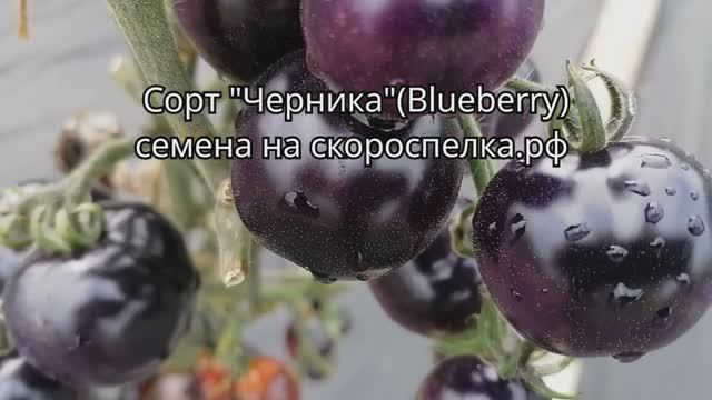 Удивительное сокровище синий (антоциановый) сорт томата "Черника" (Blueberry). Семена у нас на сайте