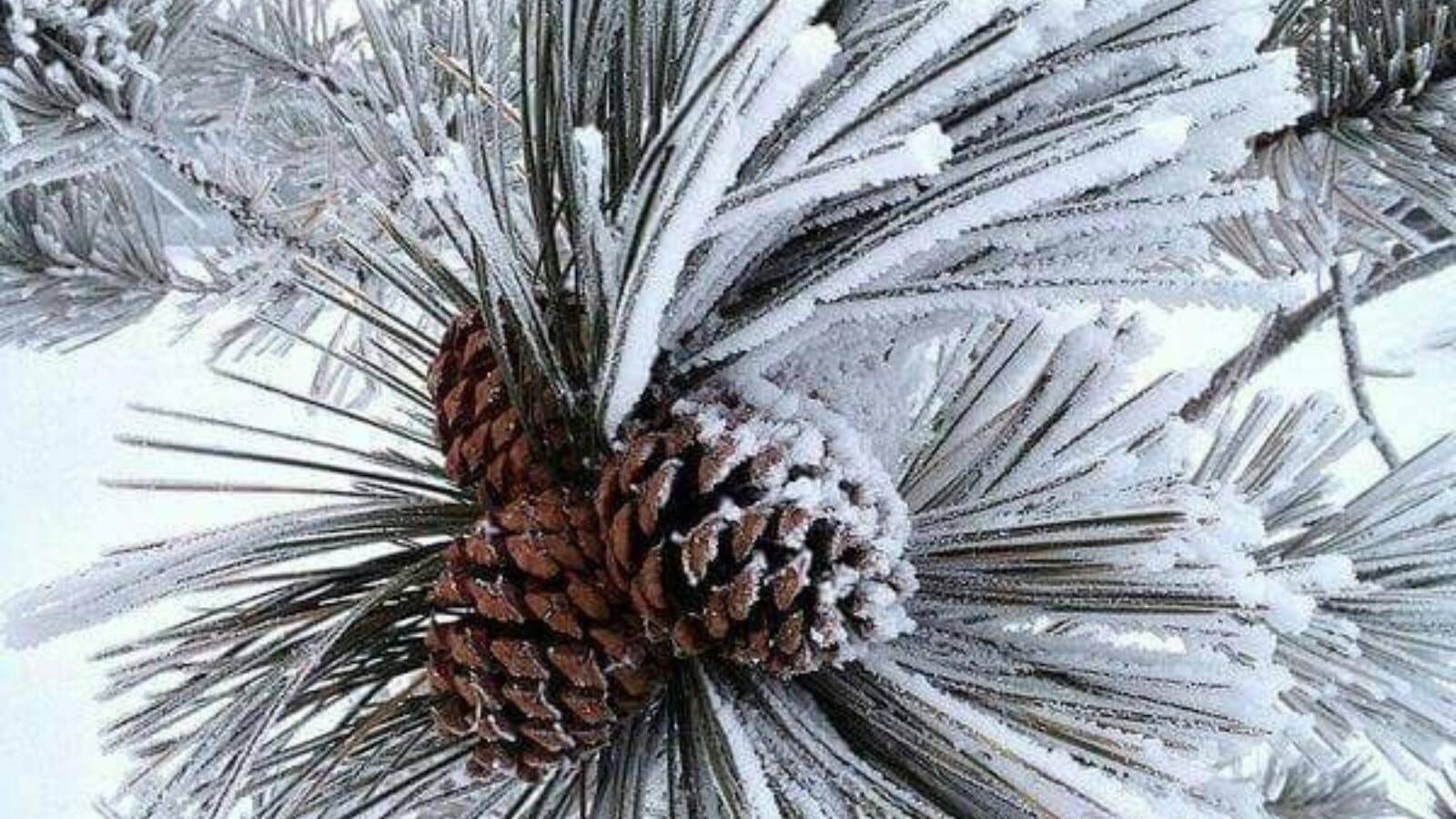 ФЕВРАЛЬ--РАК