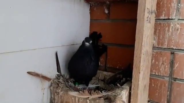 Отличный результат. Очень довольны зимними голубятами! Николаеские голуби. Nikolaevsky pigeons.