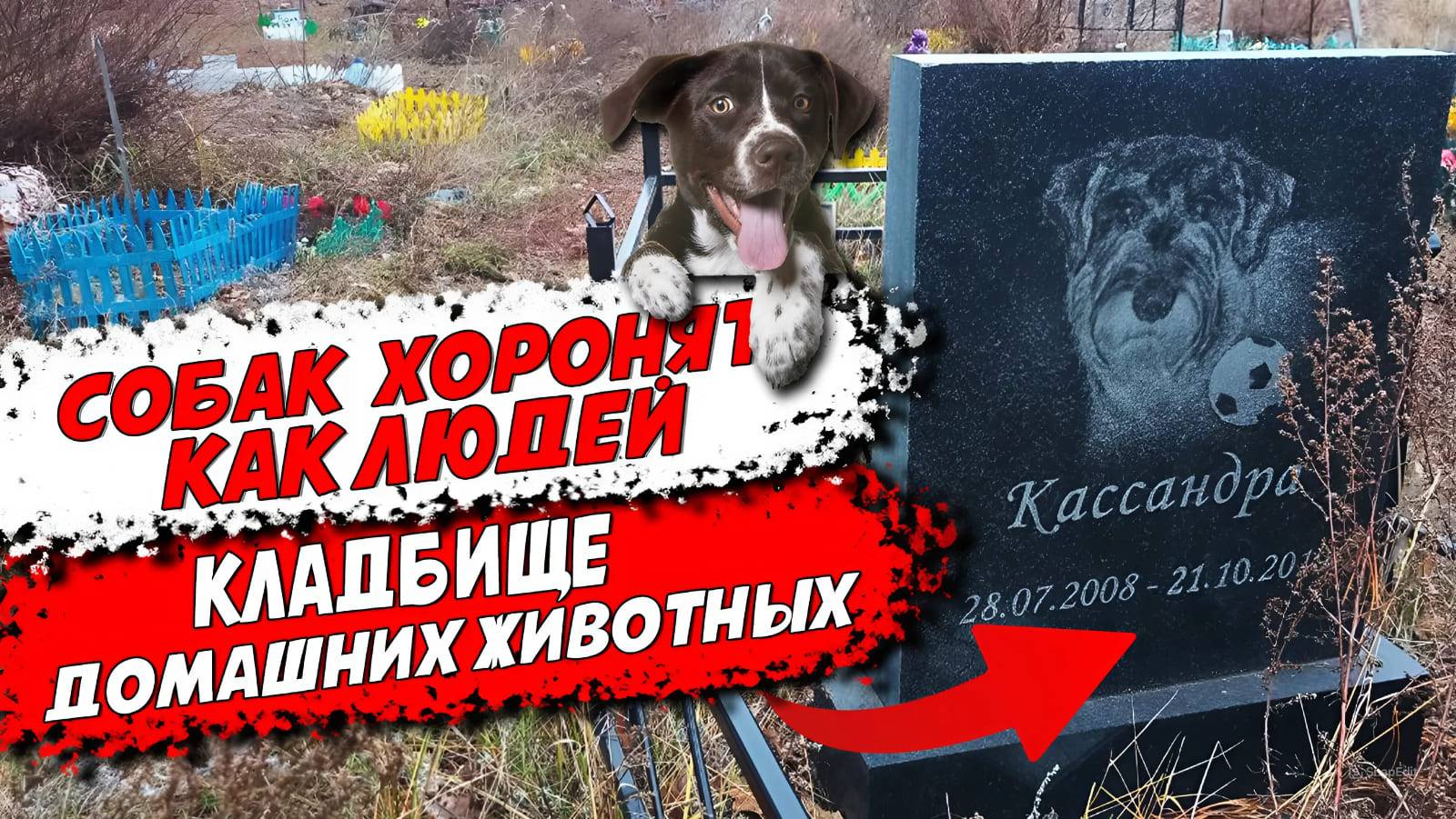 Животных хоронят как людей. Кладбище домашних животных.


#кладбищедомашнихживотных