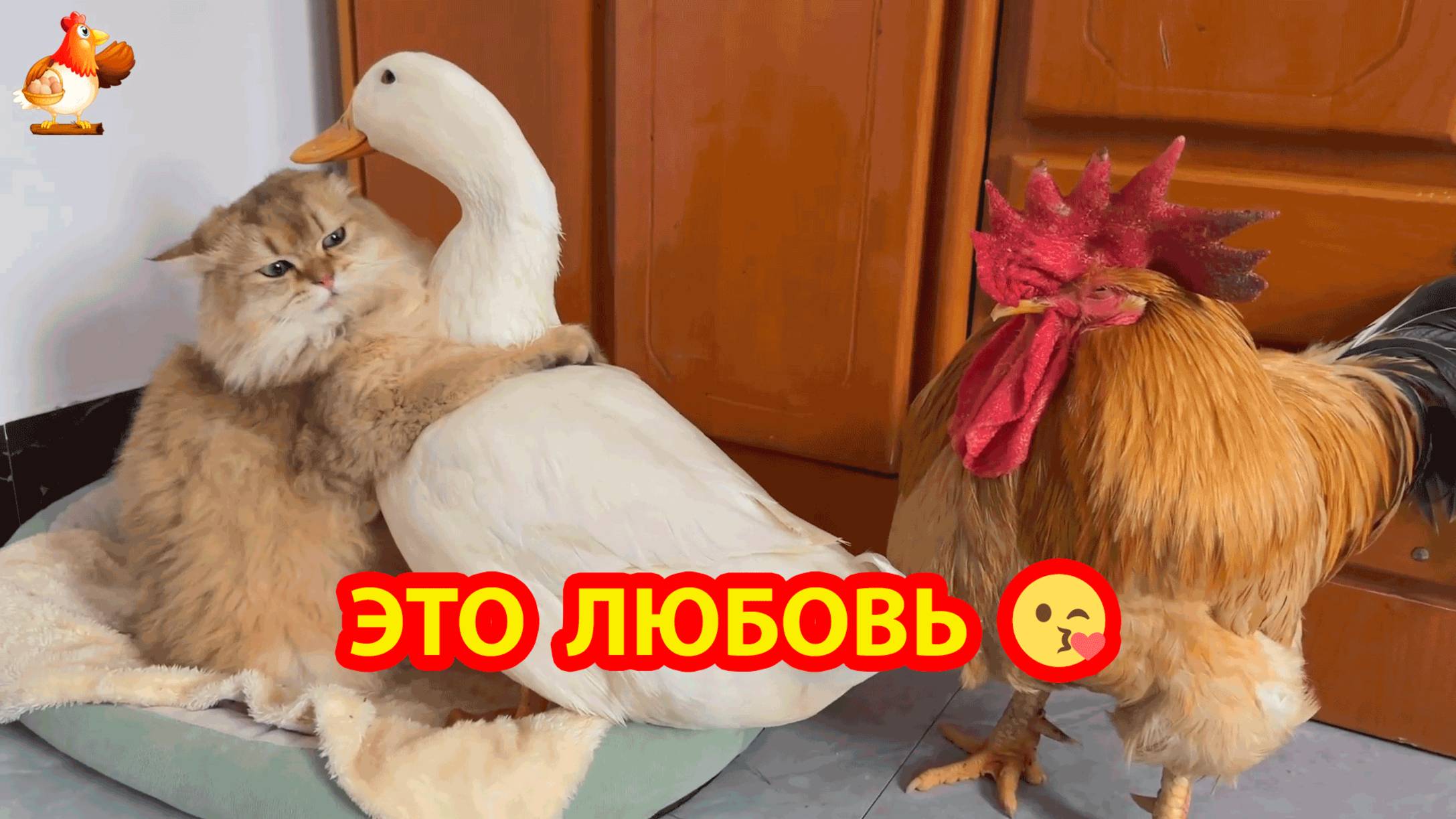 Кошка и Петух с Уткой ❣️🤗🥰