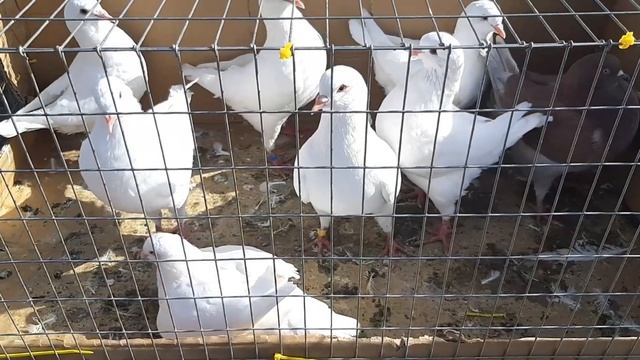 Птичий рынок Ростов-на-Дону. Сборная ярмарка голубей 18.09.22. Продолжение.