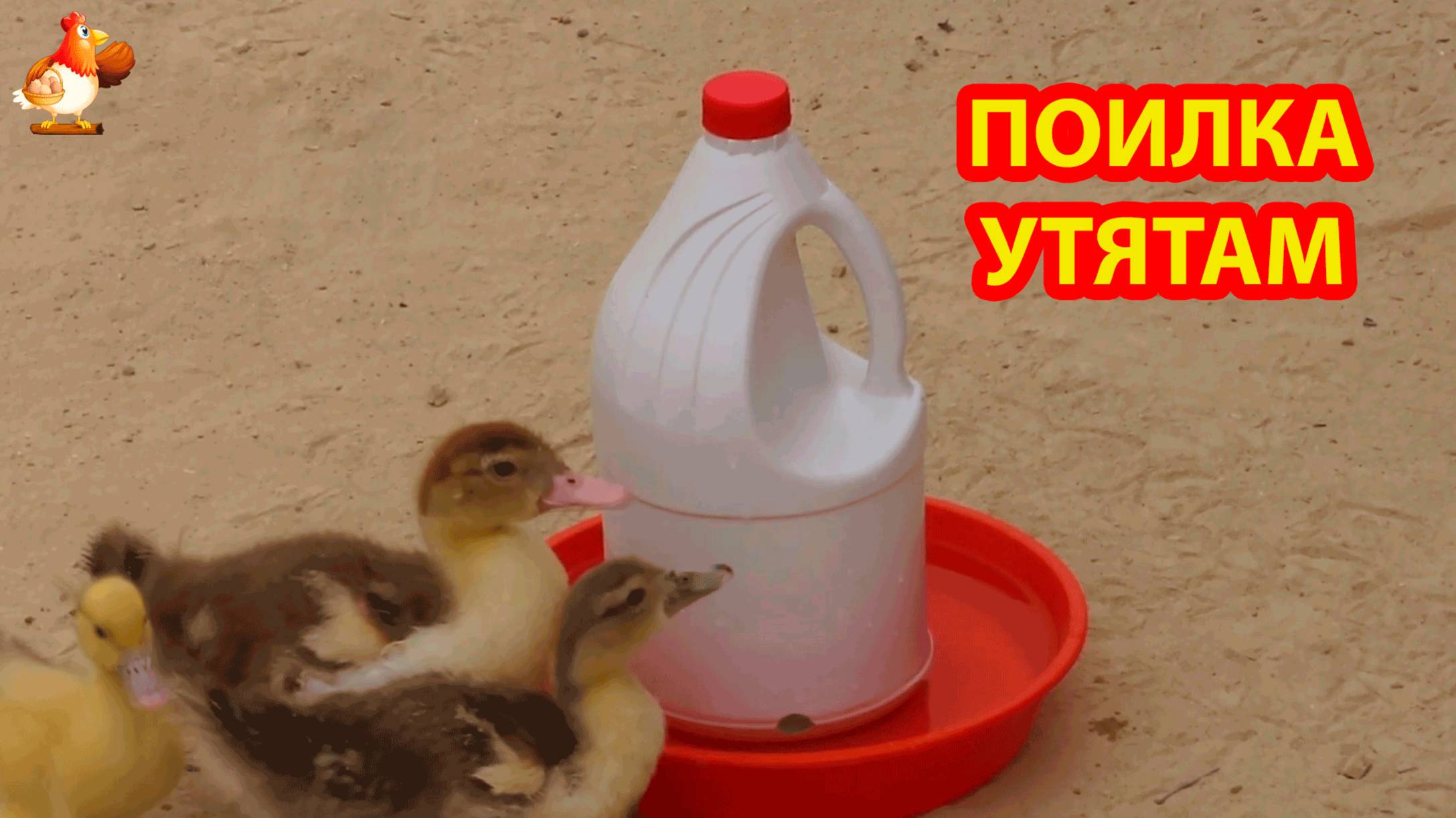 Поилка для утят своими руками из канистры и миски ПВХ ✂️🐥🤗